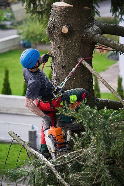 Best Tree Health Inspection  in Suncoast Estates, FL